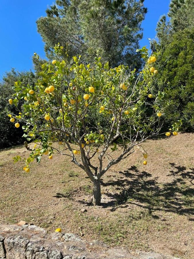 Villa Stazzu Sa Murta Cugnana Exteriér fotografie
